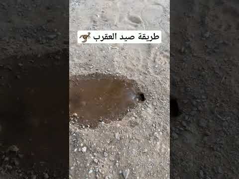 سبحان الله اكتب تعليقك لايك واشتراك فضلن وليس أمراً