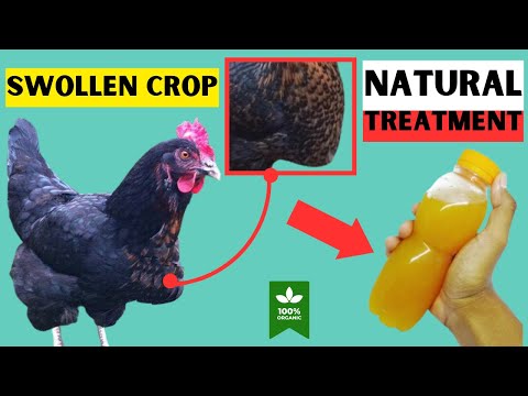 HOMEMADE NATURAL TREATMENTS FOR SWOLLEN CROP FOR CHICKENS IN ONE DAY | 100% ORGANIC