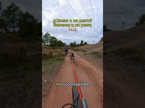 NUNCA SE TRATÓ DE CANSAR AL PERRO | Riku el husky ciclista #perros #huskysiberiano #bikejoring
