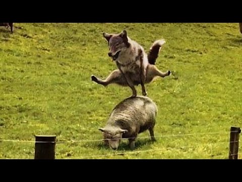 Top 5 Top 5 Animal