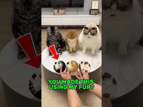 This Owner Made Mug Placemat Using Cat Fur But The Ending Was Unexpecting #cat #funny #shorts