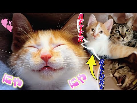 ずっと警戒されてたお姉ちゃんに添い寝してもらえてご満悦の子猫