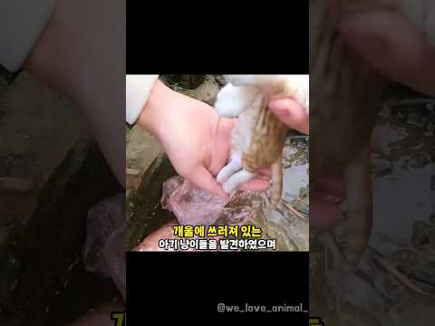 개울에 빠져있는 아기 고양이 네마리를 구조했더니 생긴 변화...