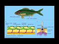 Snooki Submarine and Fish Senses