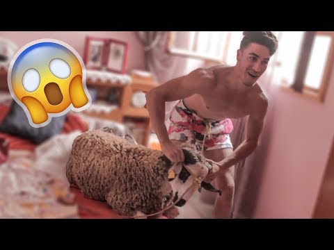 هروب كبش عيد الأضحى من البيت صباح يوم العيد
