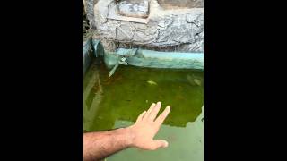 Fish fountain ka green water change kar dea shehr main dihat