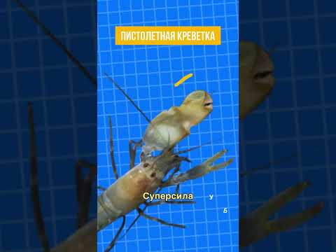 Самое громкое животное на Земле 😱 Сотрясает океан 💥