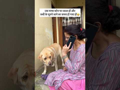 Tadpaoge tadpalo 😂 || labra rubi || #shorts #youtubeshorts #labrador #dog #funny #memes #viralshort