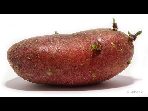 Red Potato