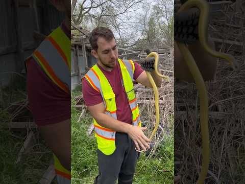 How Many Snakes can I find in Austin, Texas?