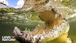 600+ Animal Species Disperse During Flood | Seasons of the Wild 102