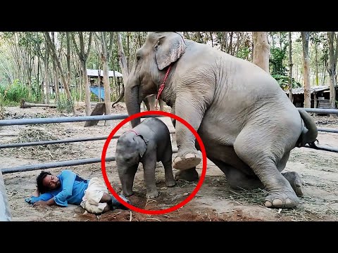 Baby Elefant wollte nur spielen ... dann kam die Mutter!