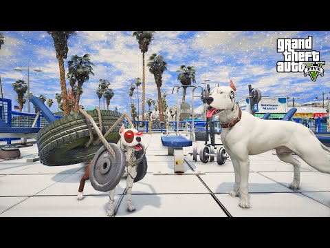 KÜÇÜK KORSAN SPOR SALONUNDA AMCASI PİTBULL MİKE'LA KAS GELİŞTİRİYOR! - GTA 5