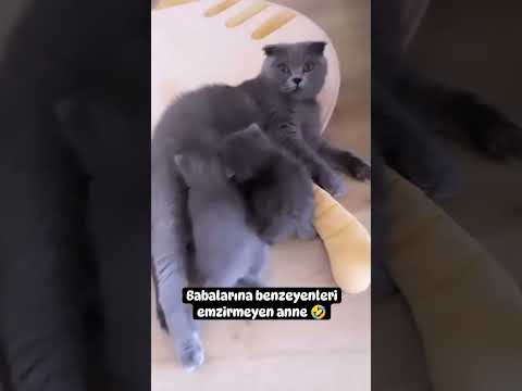 🐱 Üvey Evlat Muamelesi 😂😂