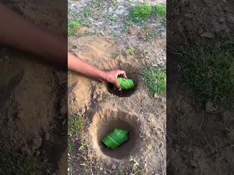 "Will These Mangoes Ripen part-2