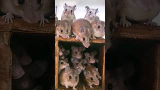 Мышиный апокалипсис #факты #животные #феномен