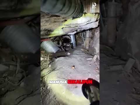 MERINDING! KUCING SETELAH LAMA TERPAPAR RADIASI