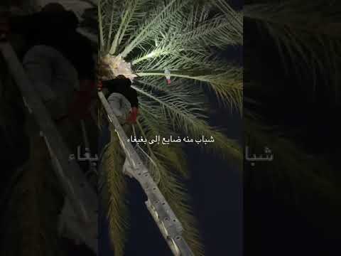 لمن هاذه البغبغا يولد #ارافل