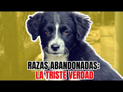 Alerta 2025: Estas Son las Razas de Perros Más Abandonadas