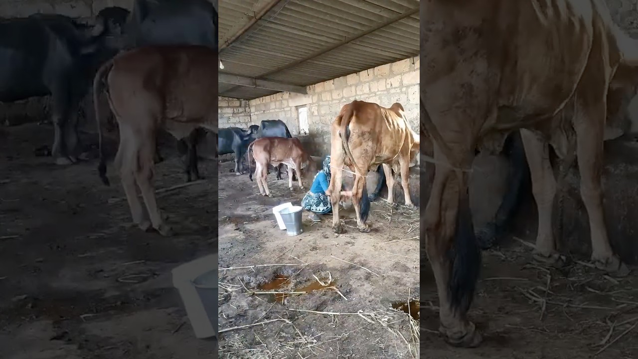 Buy Ghee with Video Proof - Order #70 Ghee Making Video