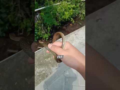 BENTUK TITIF ULAR!! 🤔😱 #hewanunik #reptil #snake #satwa #alam