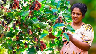 Fresh Mulberry 🍇🌿harvest for yogurt, jam and many dessert and drink for the family.