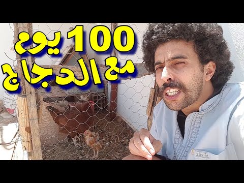مراحل تربية الدجاج من فلوس إلى فروج و انتاج البيض