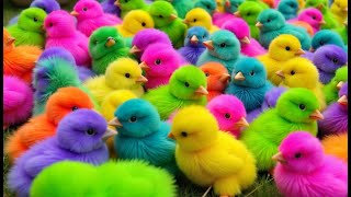 Menangkap ayam lucu warna warni,  ayam rainbow, kelinci lucu, bebek Berenang, ikan koi, Hewan Lucu