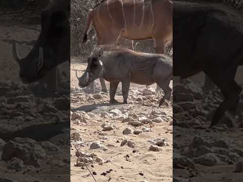 WartHOG down!! #altraarrows l #africa