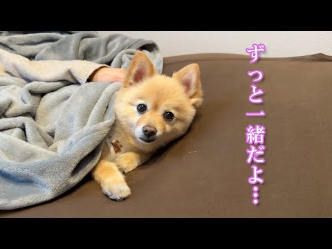 愛犬と幸せな時間が続きますように…