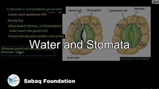 Water and Stomata