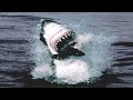 Great White Shark Behavior and Habitat