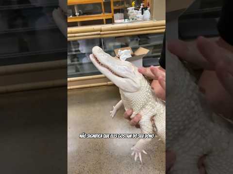 o CROCODILIANO ALBINO que gosta de CARINHO? | wildboppre #shorts