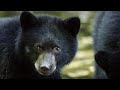 Bear Behavior and Survival Strategies