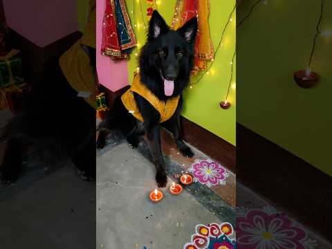 happy diwali all🎇🪔🤗🧿#shortvideo #diwali #rangoli #viral #festival #light #trending #doglove #pets