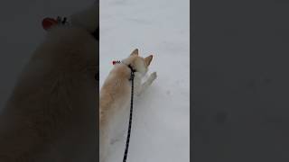 犬、はじめての雪