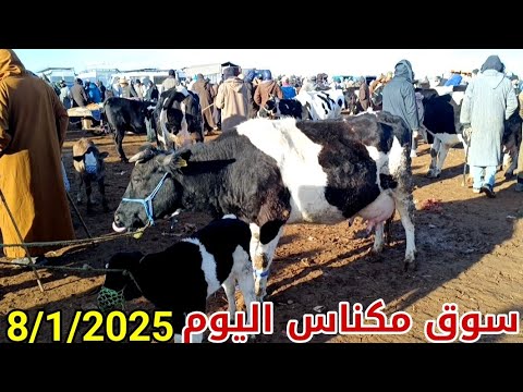 سوق الأربعاء مكناس 8/1/2025 أثمنة البقرة الوالدة والضارة والعجلة كسابية والتسمين والعجول فرجة ممتعة