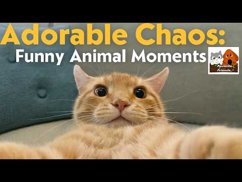 Adorable Chaos: Funny Animal Moments