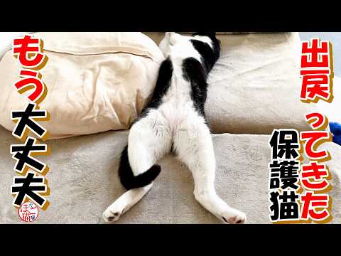 【保護猫】出戻りボリー大胆になる＋おまけコーナー