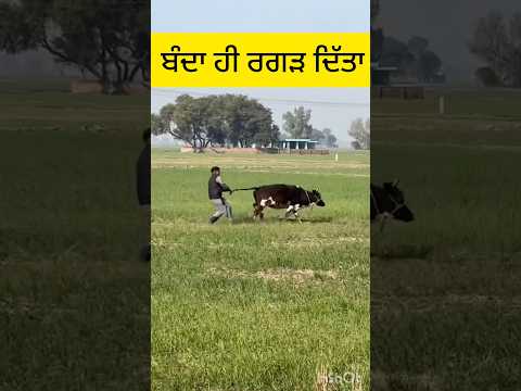 เจเฉเจคเจพเจ เจตเจฟเฉฑเจ เจซเฉเจจ เจเจฟเจ เจธเฉ เจเจพเจ เจนเฉเจเฉ เจเจฒเฉเจฒ | punjabi funny #farmingbabapunjab #punjabfarmers #punjabikisan