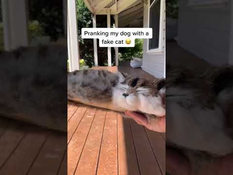 PRANKING MY DOG WITH A FAKE CAT! #dogprank #heeler