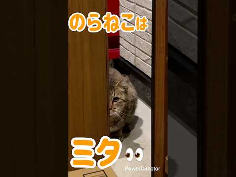 のらねこはミタ👀　#cat #野良猫 #子猫