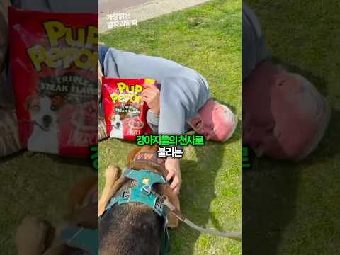 강아지들의 천사가 된 이유 🥹
