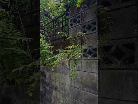 （心霊コラボ）#10 関東遠征2代目マーキーさんとコラボ  渓谷橋　#廃墟 #心霊スポット #怪現象 #恐怖 #渓谷橋