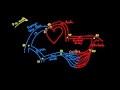 Understanding Pressure, Resistance, and Flow in the Circulatory System