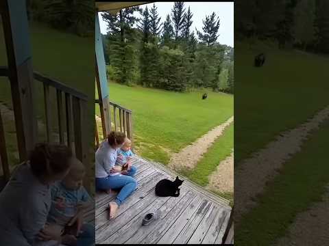 When Nature Strikes Back | #wildlife #animals #attack #trending #viral #shorts