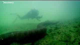 Would you swim with an anaconda? This man did!