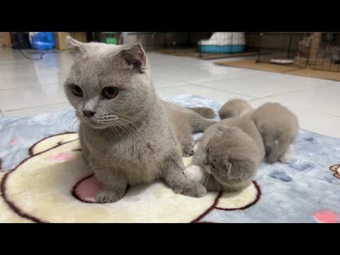 Short-legged mother cat and 2 super cute kittens.