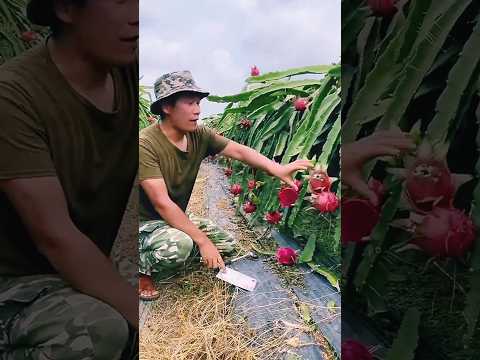 आखिर ये आदमी ड्रैगन फ्रूट क्यों नहीं तोड़ पाता है।। #farming #fruit #food #fruitfarming #dragonfruit