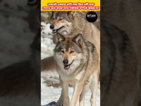 নেকড়ে তাদের ভাই বোনের সাথে শারীরিক সম্পর্কে জড়ায় না|Surprising facts about wolves|😱😱#shorts